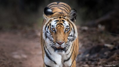 虎之王朝 Dynasties- Tiger 1(台灣野望自然傳播學社提供)